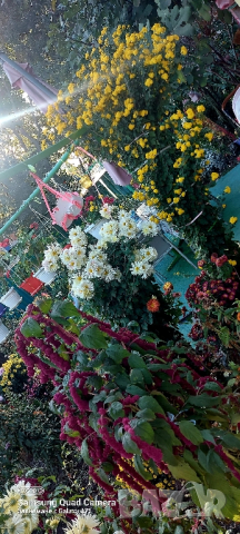 Продавам различни видове хризантеми , снимка 4 - Градински цветя и растения - 44752282