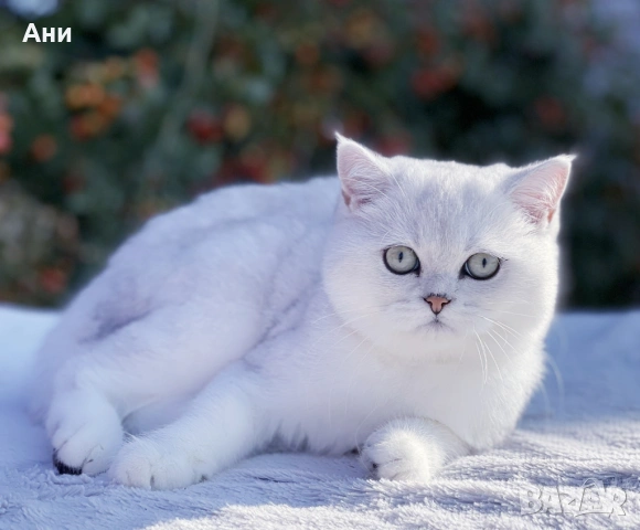КОТЕНЦА МЕЧТА., снимка 9 - Чинчили - 54135674