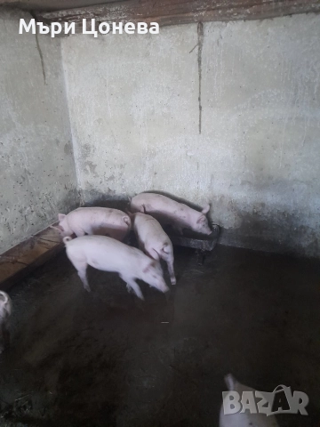 малки прасенца 