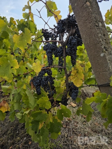 Грозде Мерло , снимка 1