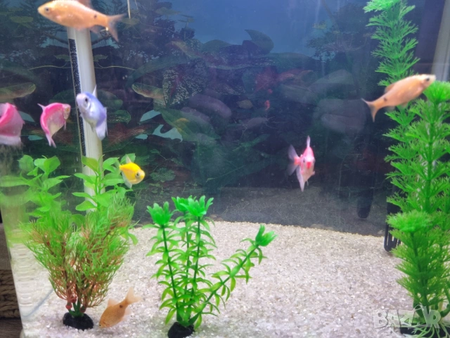 Аквариум с живи рибки (9 броя) и оборудване, снимка 3 - Аквариуми - 53005071