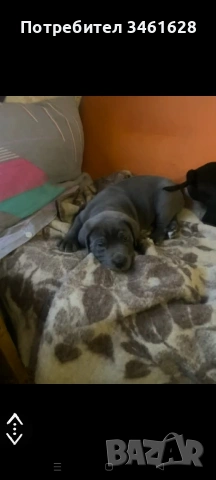 Кане Корсо бебета, снимка 6 - Кане корсо - 53012275