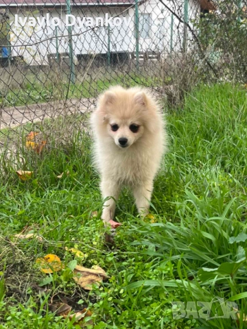 Померанче за всеки