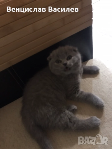 Шотландско клепоухо , снимка 2 - Британска късокосместа - 52683305