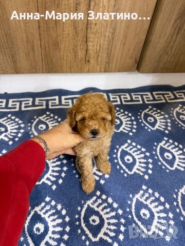 Той пудел момче, снимка 5 - Пудели - 52605999