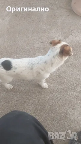 Джак ръсел 05.12.2024г , снимка 2 - Джак ръсел териер - 49945036