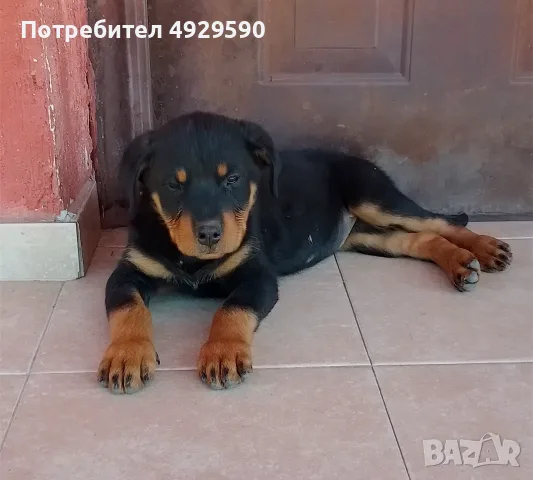 Продавам ротвайлери, снимка 5 - Ротвайлер - 55800276