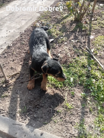 Ягтериери , снимка 2 - Ягдтериер - 51487686