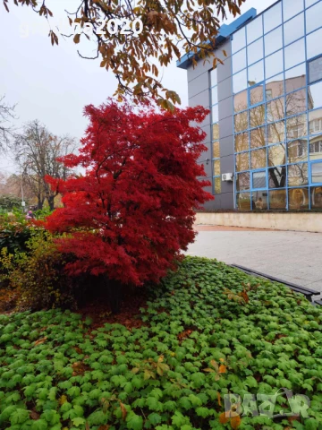 Японски клен - Ацер Студоустойчив Налични 5 вида , снимка 11 - Разсади - 33942954