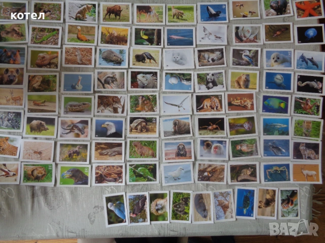 Продавам 90 броя стикери Billa Animal Planet (Светът на животните)