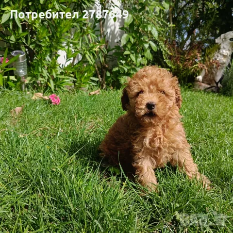 Той пудел ❤️ момиче, снимка 6 - Пудели - 56083617