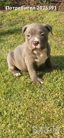 Топ Американско були покет American bully , снимка 3 - Други - 55673088