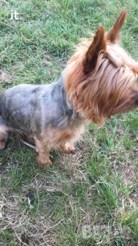 Йорки Джаки търси приятелка :) заплащане!, снимка 4 - Йоркширски териер - 40249670