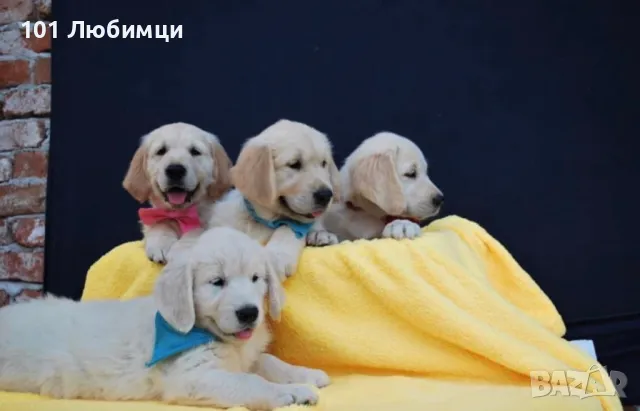 Голдън ретривър 