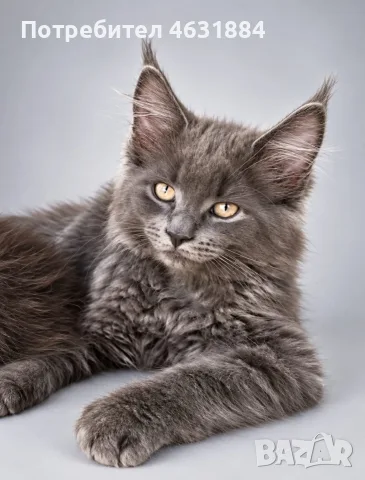 Коте от породата Мейн Кун, снимка 2 - Мейн кун - 56274900