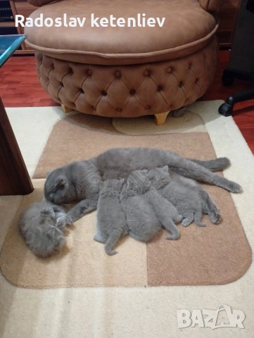 Шотландска клепоуха , снимка 3 - Британска късокосместа - 52379618