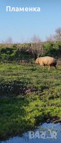 Продавам овен, снимка 5 - Овце - 54179646