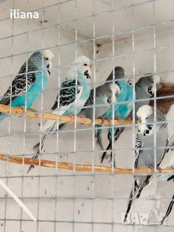 Продавам различни видове папагали