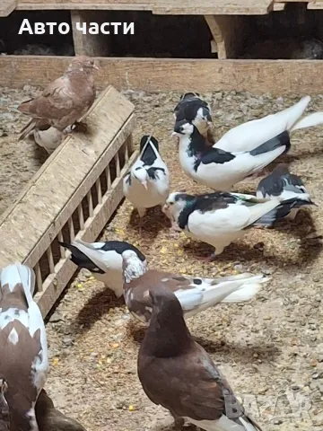 пазарджишки високолетачи със добри постижения , снимка 7 - Гълъби - 49029534