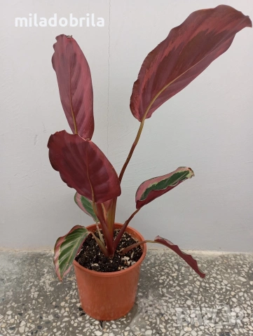 Калатея Розеопикта , снимка 2 - Стайни растения - 53072269