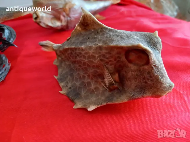 Препарирани Екзотични Океански РИБИ , Риба, снимка 2 - Антикварни и старинни предмети - 49855437