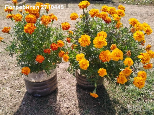 СЕМЕНА от домати, пипер, камби и др. , снимка 8 - Сортови семена и луковици - 42767392