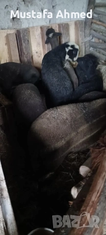 Продавам агнета , снимка 2 - Овце - 54073895