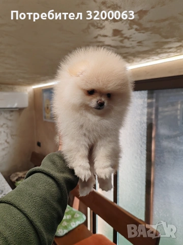 Померан мини померан , снимка 9 - Померан - 53054110