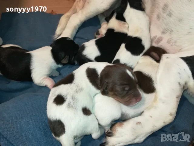 ДЖАК РЪСЕЛ-КУТРЕТА 250ЛВ ЗА ЕДНО 1708251005