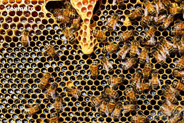 Пордавам Пчелни отводки, снимка 1 - За пчели - 44473875
