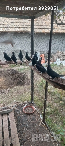 Продавам гълъби , снимка 1