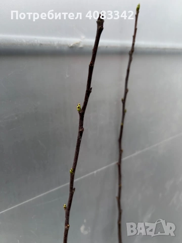 Мушмула, снимка 4 - Градински цветя и растения - 53897904