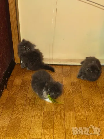 Персийски котенца, снимка 11 - Персийска - 56360279
