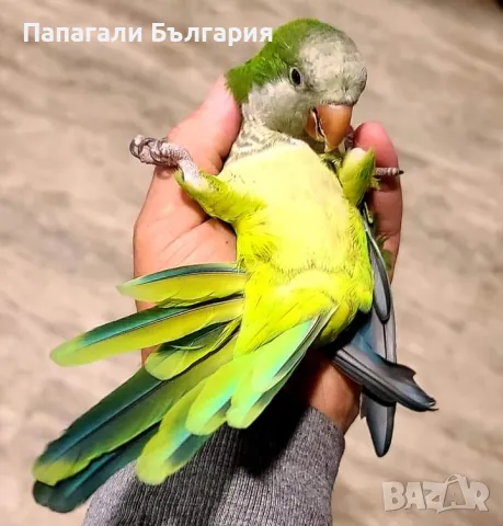 Папагали Монах - Ръчно хранени, снимка 1