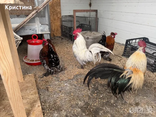 Петлета джинки