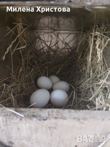 Яйца за люпене от бял Легхорн 0,80 ст., снимка 3 - Кокошки и пуйки - 50229001