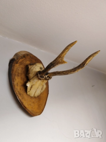 Ловен трофей срандак. , снимка 3 - Оборудване и аксесоари за оръжия - 51999930
