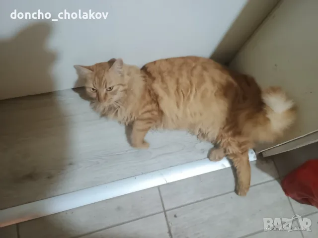 малки котенца подарявам