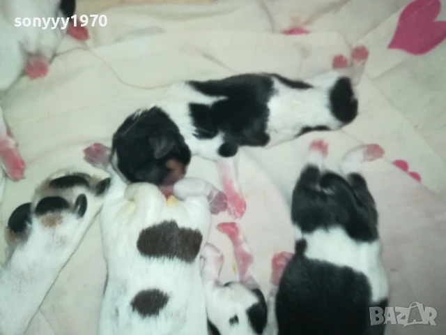 ДЖАК РЪСЕЛ БЕБЕТА-РОДЕНИ ДНЕС 11.08.25г 1108251538, снимка 7 - Джак ръсел териер - 51328877