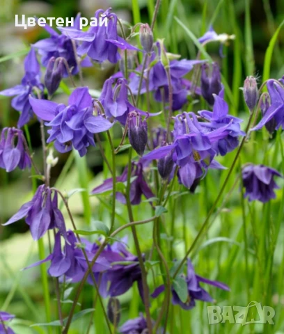 Домашни семена на цветя , снимка 16 - Градински цветя и растения - 51020468