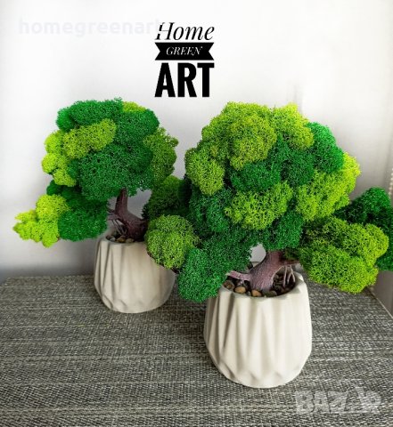 Бонзай със скандинавски мъх