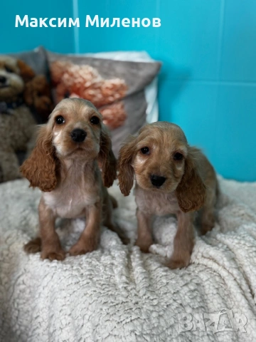 Кокер Шпаньол