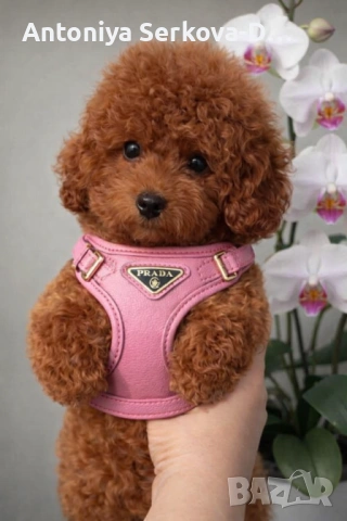 Poodle toy/Пудел Той