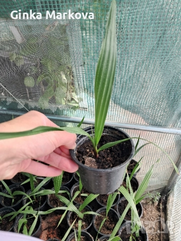 Палма Хамеропс (Chamaerops humilis), снимка 2 - Градински цветя и растения - 51481898