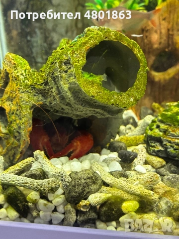 2бр оборудвани и готови аквариума !!!, снимка 6 - Аквариуми - 54359633