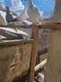 Продавам    2 млади  унгарчета, снимка 1