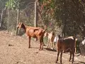 Продавам кози и ярета , снимка 4