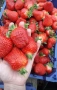 Продавам разсад ягоди , снимка 4