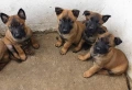 Чистокръвни кученца Белгийска овчарка-Малиноа , снимка 7