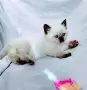 Шотландски със сини очи. , снимка 2